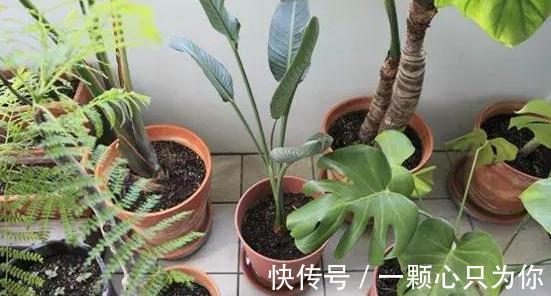 植物盆土积水,烂根严重,4种东西垫盆底,再也不用担心了