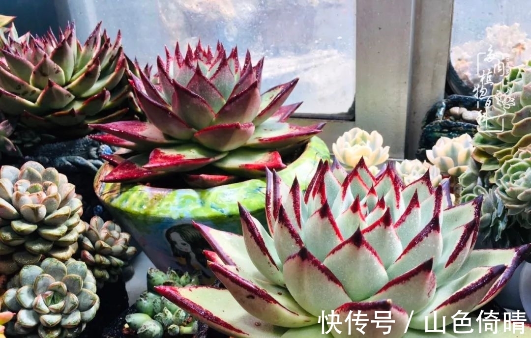 我与多肉植物百科的398天离别又重逢！