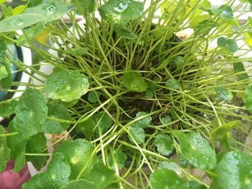 铜钱草叶子倒伏,3个主要影响因素,其中1个因素很重要