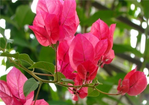 三角梅一直不开花教你养护的3个妙招,花开美丽轻松爆盆