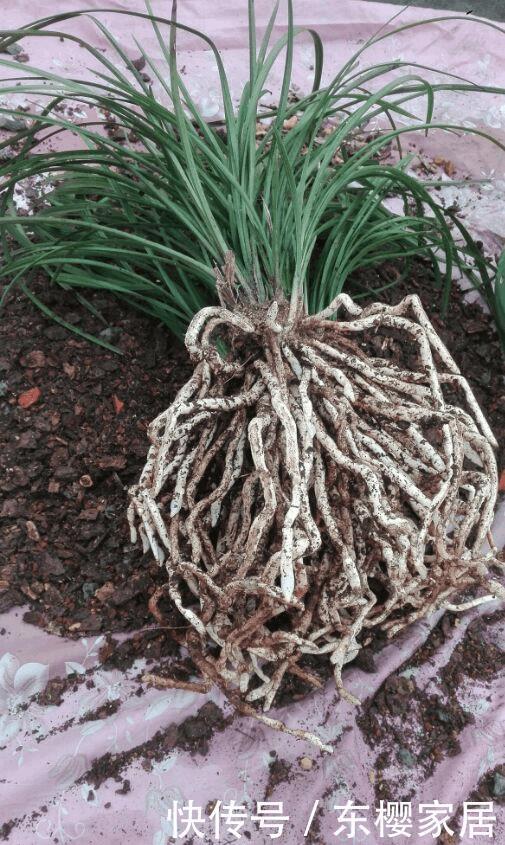 兰花浇水讲究大,浇好了爆盆,浇不好烂根