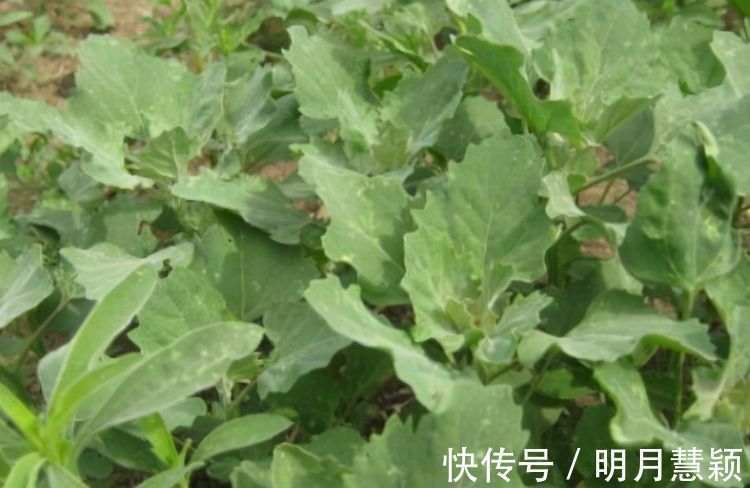 黑番茄|女性想要身体好常吃3种食物,淡斑养颜,延缓衰老,控制血压血脂