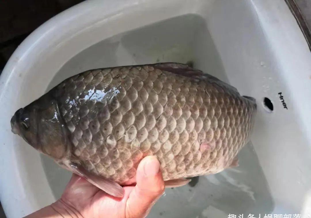土鲫真的长不大?用这种笨办法,立刻区别土鲫、银鲫和工程鲫