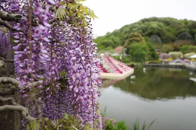 日本足利：紫藤花开