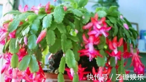 肥厚|蟹爪兰瘦弱不开花，摸透它的“脾气”，叶片肥厚，花开不断爆满盆