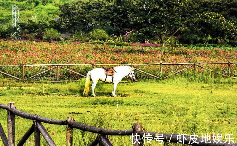 景区|日照一低调美丽景区，鲜花环绕拍照打卡圣地，知道的人却很少