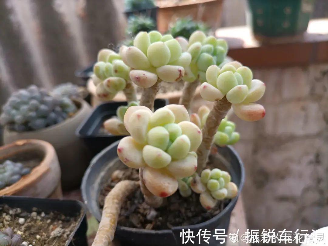 多肉长了“水桩”,不如砍了重来,实在太丑了