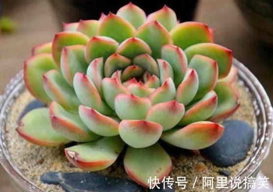 技巧|精挑细选32种多肉植物，1分钟掌握养护技巧，非常实用