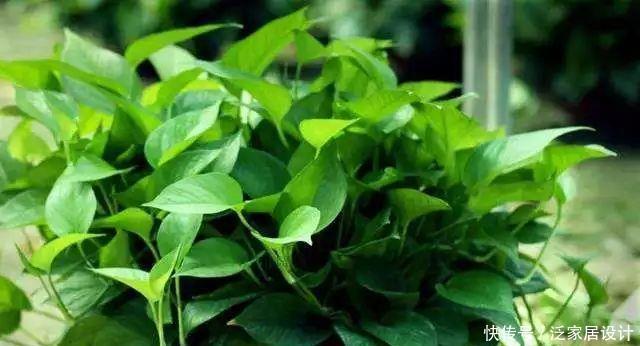 家庭养花,冬天不得不提的7个细节