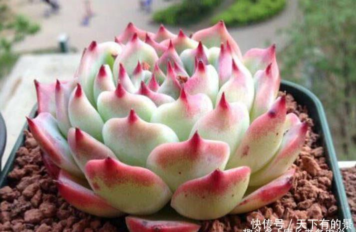 卡罗拉|多肉桃太郎不是吉娃娃,但它们实在太相似,很多时候我也区分不开