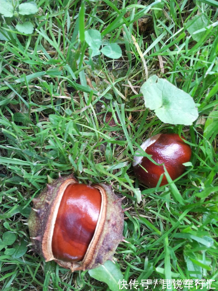 好处|怎么吃板栗更养生?板栗尤其有4个好处,但注意每天别超过这个量