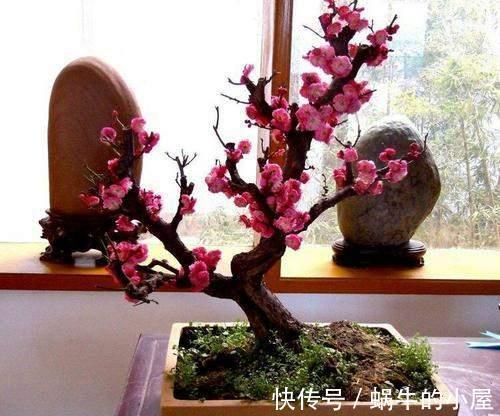 牡丹花|几种常见的吉利花,摆在家里有富贵有福,你家养了几种?