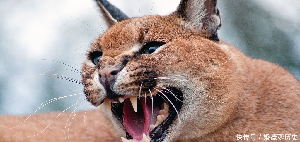 西域一国,因为一种动物而名扬天下,名字却很容易被读错