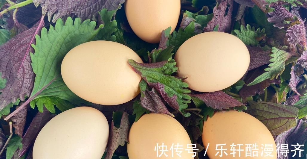保姆|紫苏煮鸡蛋的作用居然这么厉害,老保姆教你方法,学会不亏