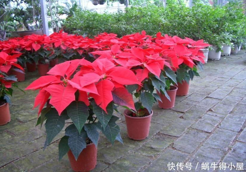 家家都养绿萝,有人却说“有毒”,别不信