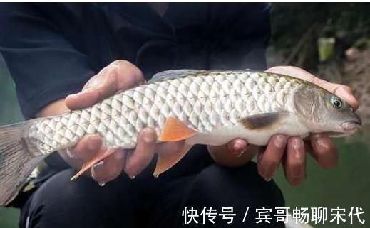 黄娟鱼|神似草鱼爱吃肉,个头不大力气大,背上还藏倒刺,被称为淡水之王