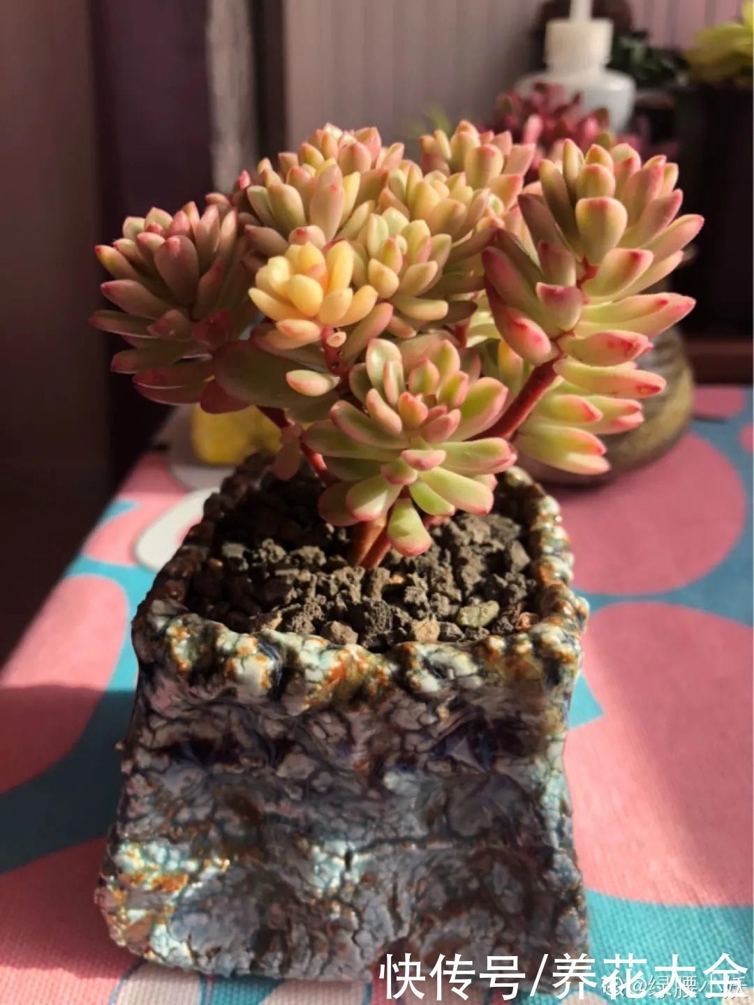 室内养多肉,也能养出水晶果冻色,任谁看到都说好