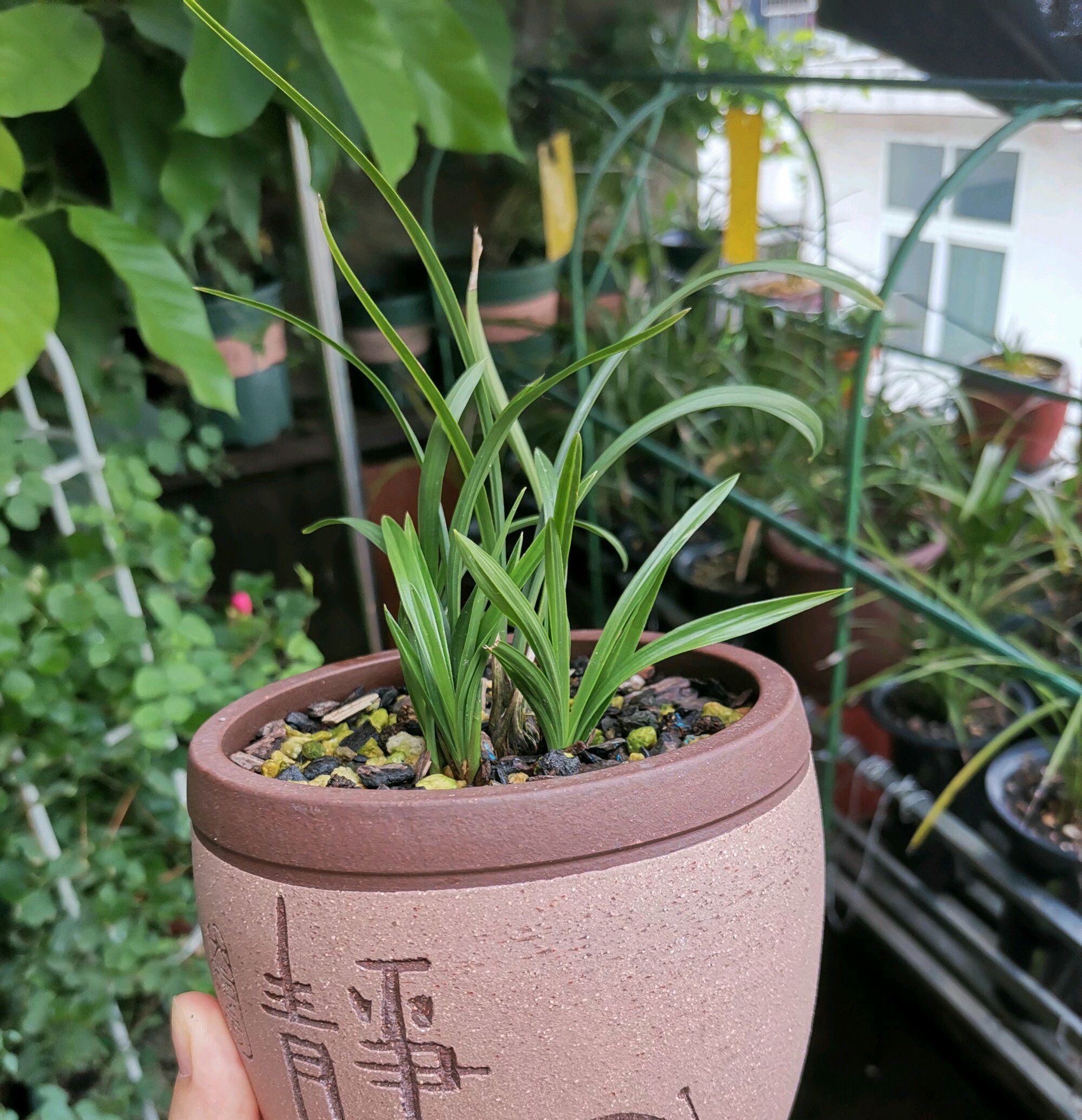 新手养兰花,把握几个关键点,兰花不黄叶烂根易出水晶头