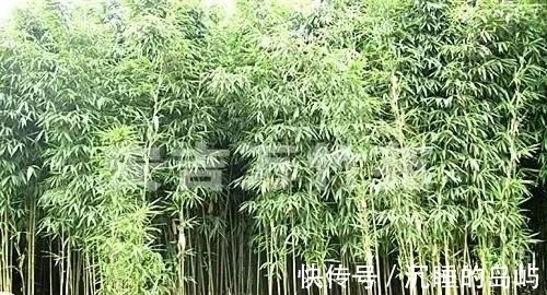 桂竹|26种 · 竹子大全