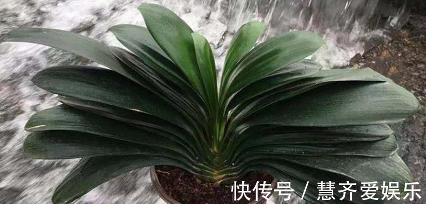 孕蕾|秋天养蟹爪兰、长寿花、君子兰，需要做好三件事，多年经验