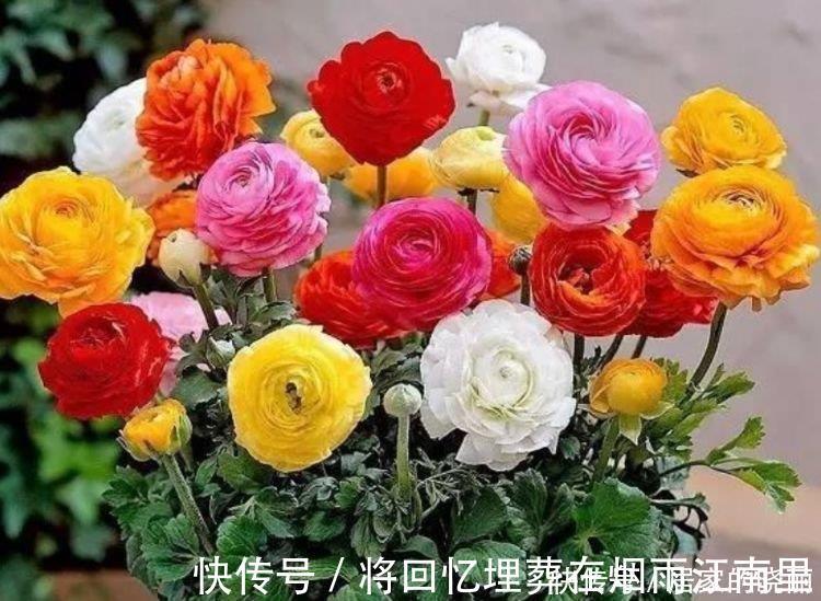绣球花|家里要养4种花，开花吉祥又喜庆，一开就300多天！