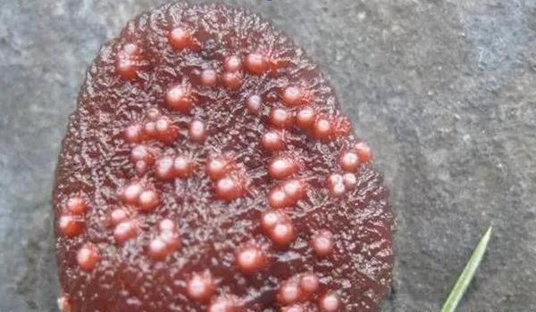 小石头|这种看起来肉肉的小石头异常珍贵,一颗就有可能换回一辆小轿车