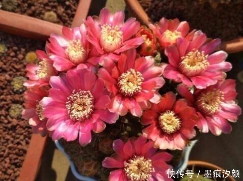 沙漠玫瑰|时间少就养“2种花”,开花很漂亮,30天不浇水也“死不了”!