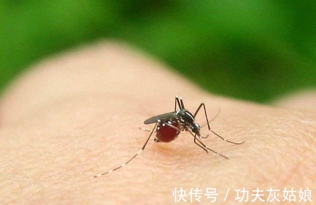 招蚊体质|蚊子的危害可致命!家有“招蚊宝宝”,试试这些驱蚊方法,很有效