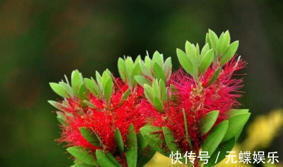 瓶刷子树|喜欢养花选“它”花语英姿飒爽,花开一串一串,颜色艳量多