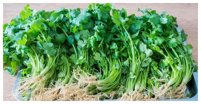 香菜保存有诀窍,3种储存方法,随吃随取,不发黄不腐烂,去试试
