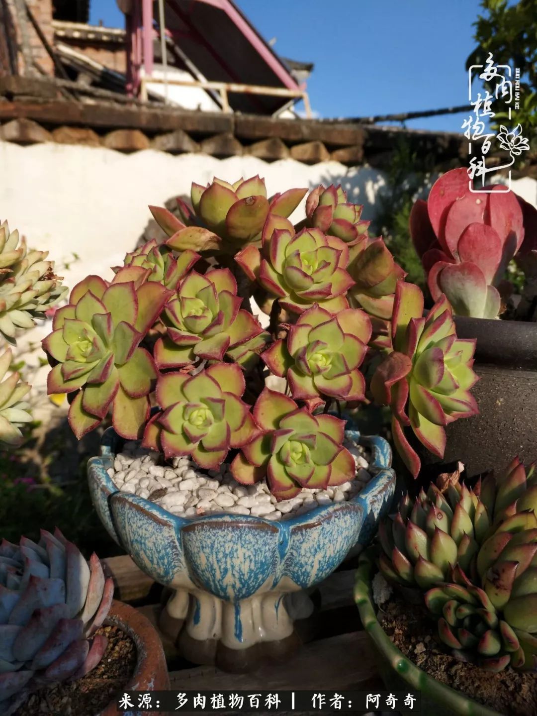 静心养多肉,只是为了在成人的世界里随波不逐流!