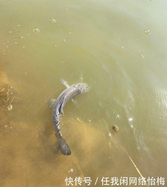 反常升温,广东钓鱼人外出钓鱼遭遇“夺命蛇”拦路,这不冬眠了