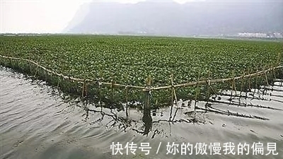 作为观赏植物引入的水葫芦，一度泛滥成灾，现在为何变得少见了？