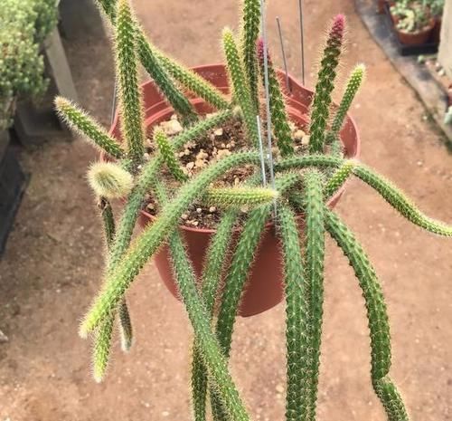 仙人掌|优雅美观的鼠尾仙人掌,你会喜欢这种长满绒毛的垂盆多肉吗