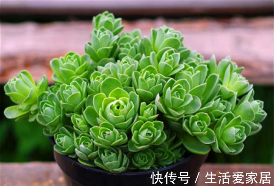 浇水|夏天最美多肉山地玫瑰,3个方法让它收拢包裹,精巧别致美丽动人