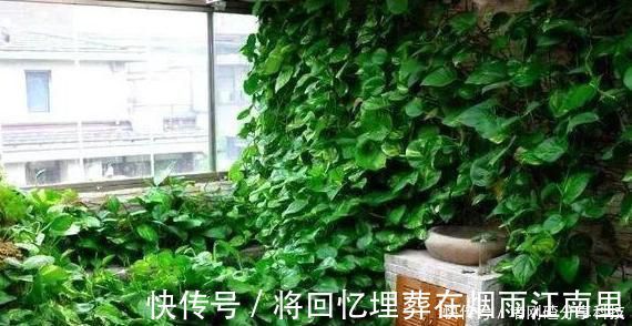 绿油油|家里油烟机的废油别再丢了,用它养绿萝,叶片长得又多又亮