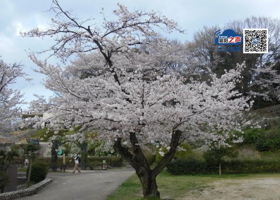 首秀！襄阳四中新校区樱花大道亮相！