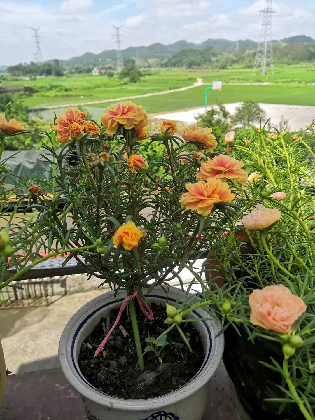 棒棒糖|5块钱一盆的花,养1年变老桩,身价翻了上百倍!