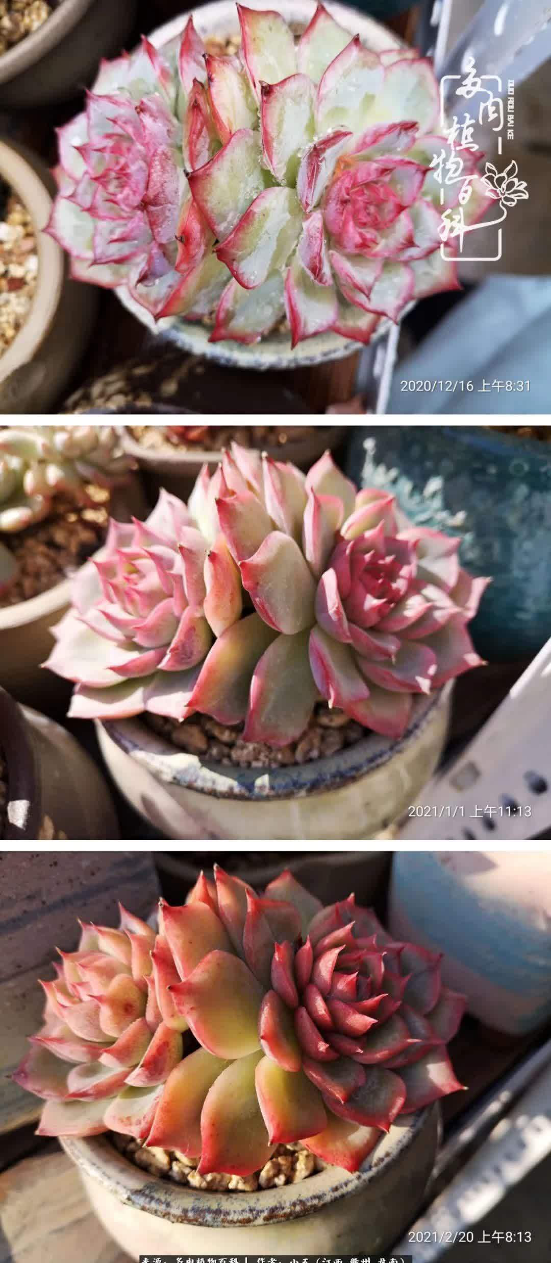 懵懵懂懂入肉坑，跌跌撞撞养多肉