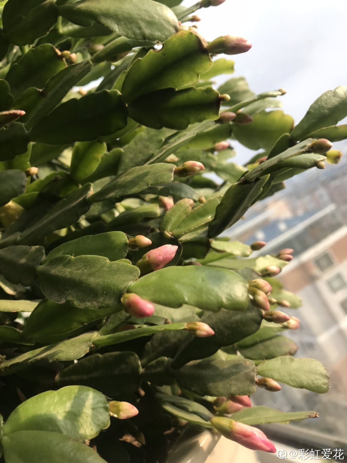 蟹爪兰度夏后，干瘪低垂没精神，4个方法重换新生