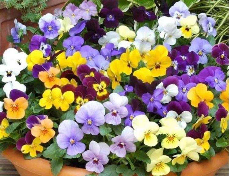 4种漂亮花，好养易活能爆盆，一开就是300多天，关键好养又漂亮！