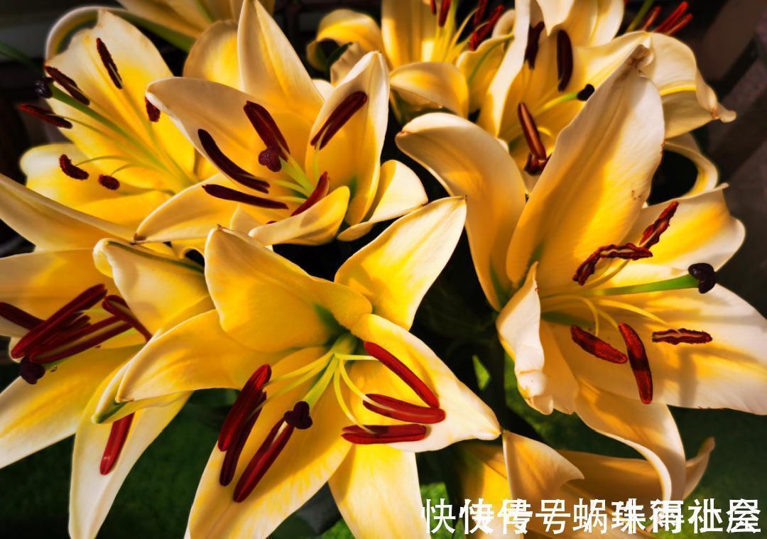 铃兰|30℃以上,10种花就先别养了,买一盆死一盆,别怪我没提醒你