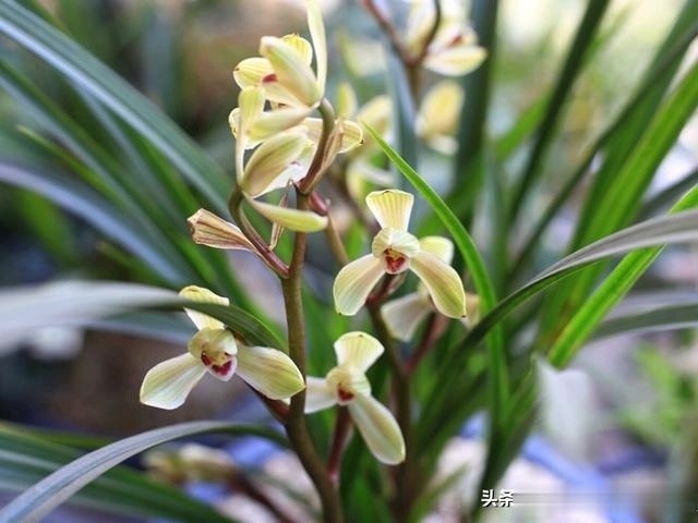 烂根|养兰花,记住2口诀,兰花越长越旺盛,再也不怕养不活