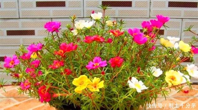 想让太阳花开爆盆，4月做好3个准备，一年花开200天