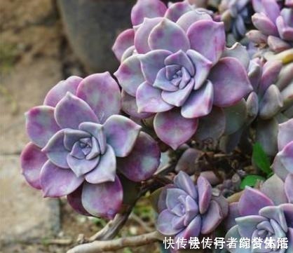 养花|养多肉紫乐，这“3怕”定要躲避，现在改正，上色简单爆头快！