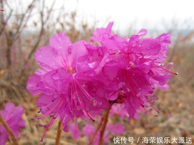 此花是东北特有的花卉，是一个民族精神的骄傲，是西施花