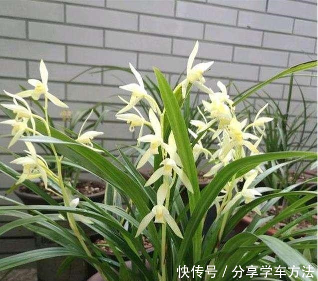 兰花施肥掌握1句“顺口溜”，新芽“哗哗”冒，不怕烂根和烧尖！