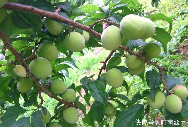 皱纹|女性睡觉前当零食吃几颗,淡化色斑,减少皱纹,皮肤更加细嫩光滑