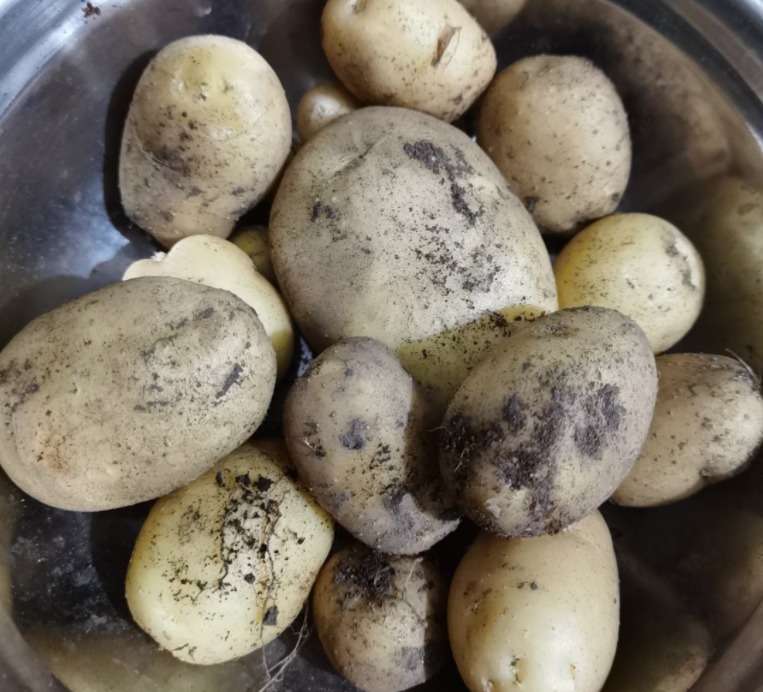 鸡毛菜|常见水果上市的季节，多吃应季蔬果，对身体有好处
