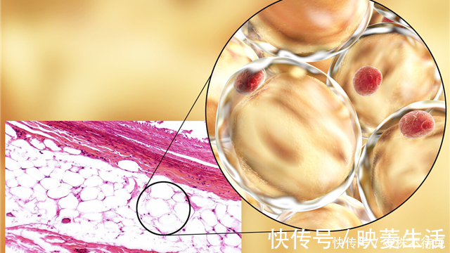 身体|26个冷知识有关身体，课本上不会出现的有趣事实